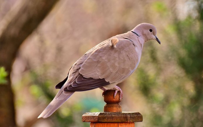 Коричневая Горлица