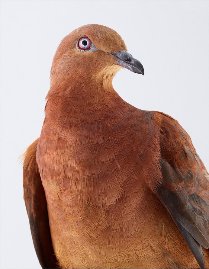 Голуби Турманы рыжие