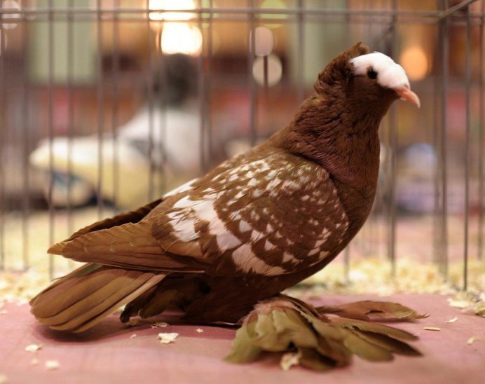 Голубь коричневый с белым