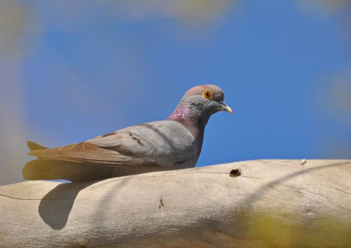 Бурый голубь (Columba eversmanni)