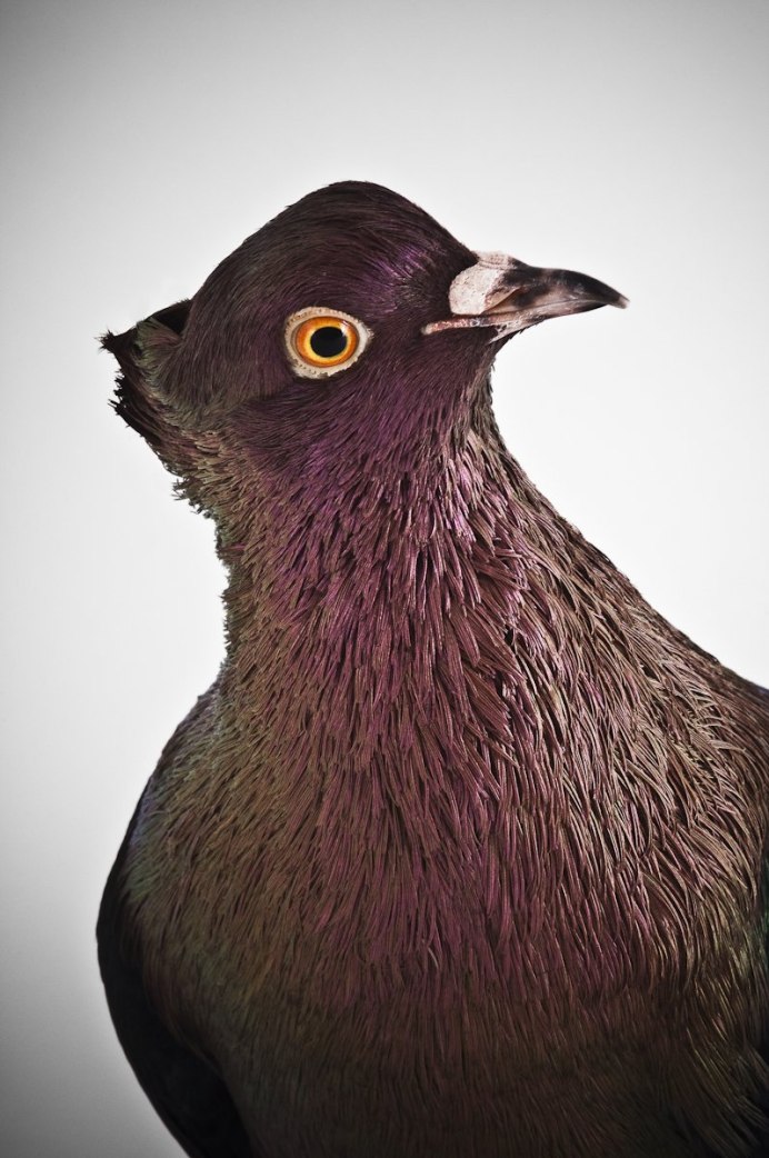 Коричневый голубь