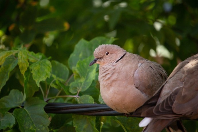 Дикий голубь коричневый