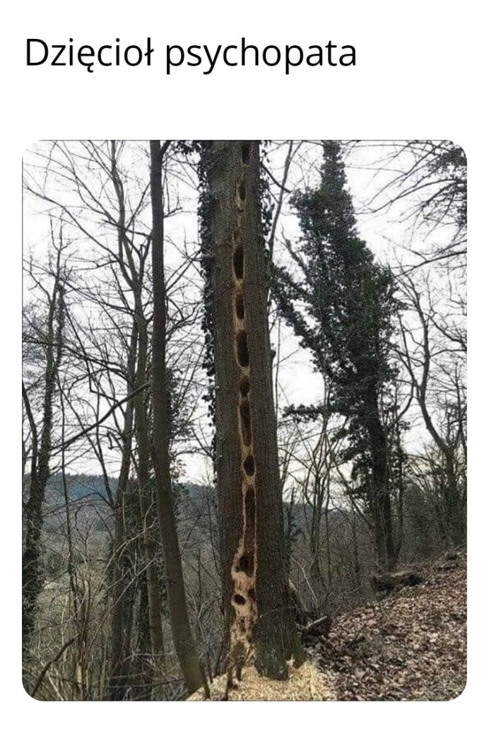 Дятел демотиватор