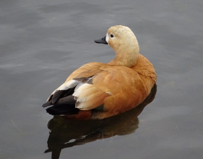 Ruddy Shelduck
