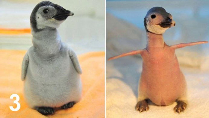 Penguin bald