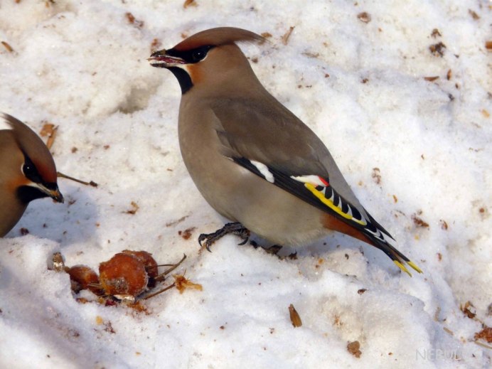 Свиристель (Ampelis garrulus)