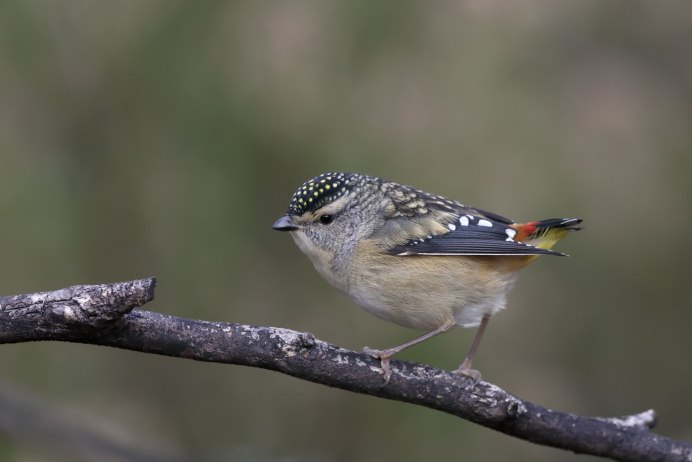 Птица spotted Pardalote
