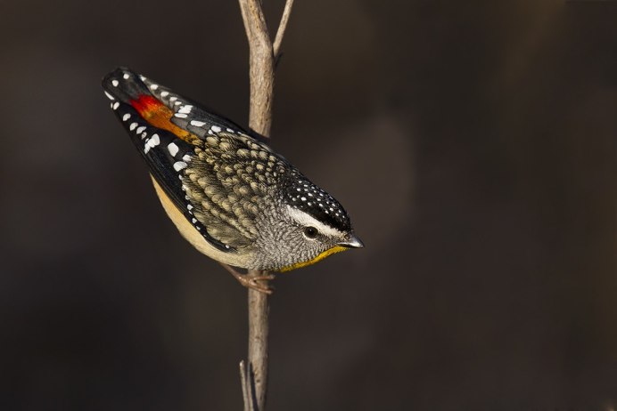 Птица spotted Pardalote