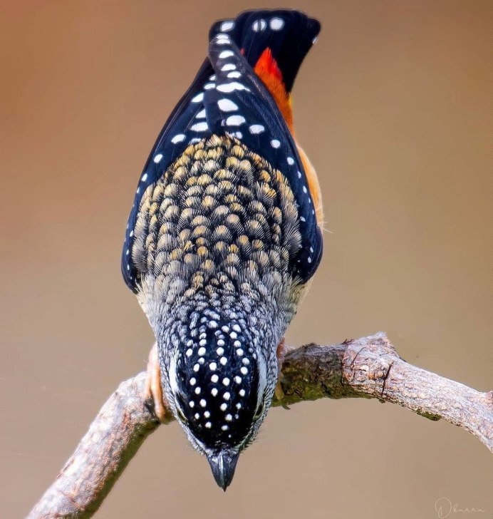 Pardalotus punctatus
