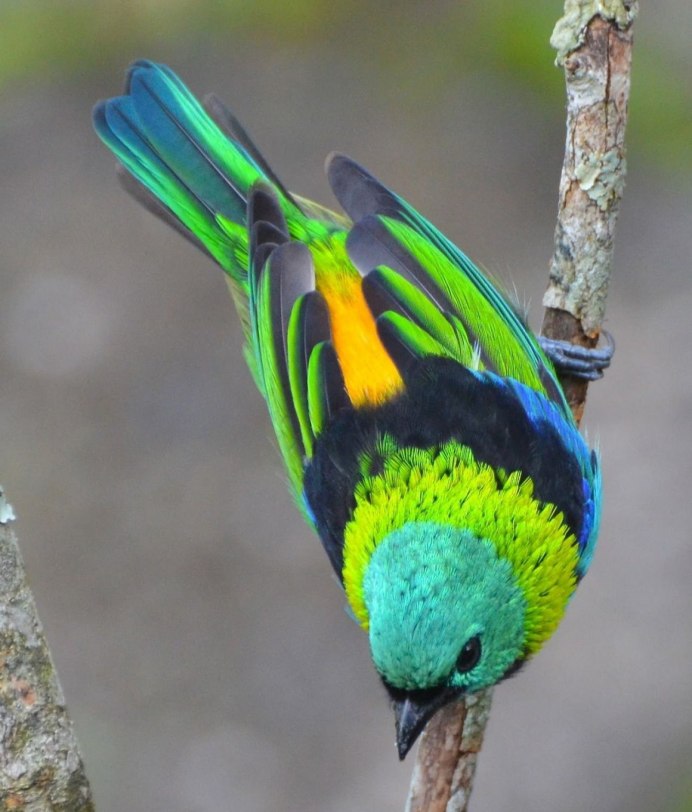 Costa Hummingbird