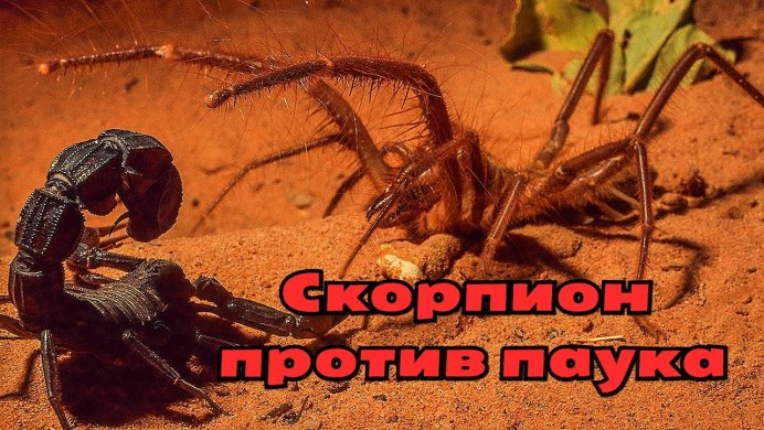 Пауки и змеи