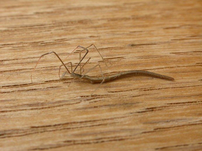 Паук argyrodes colubrinus