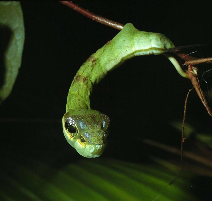 Hemeroplanes triptolemus ( гусеница – змея )
