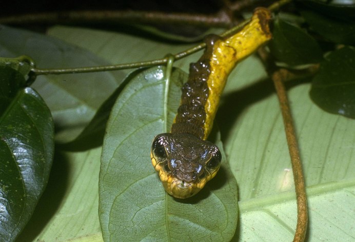Hemeroplanes triptolemus гусеница