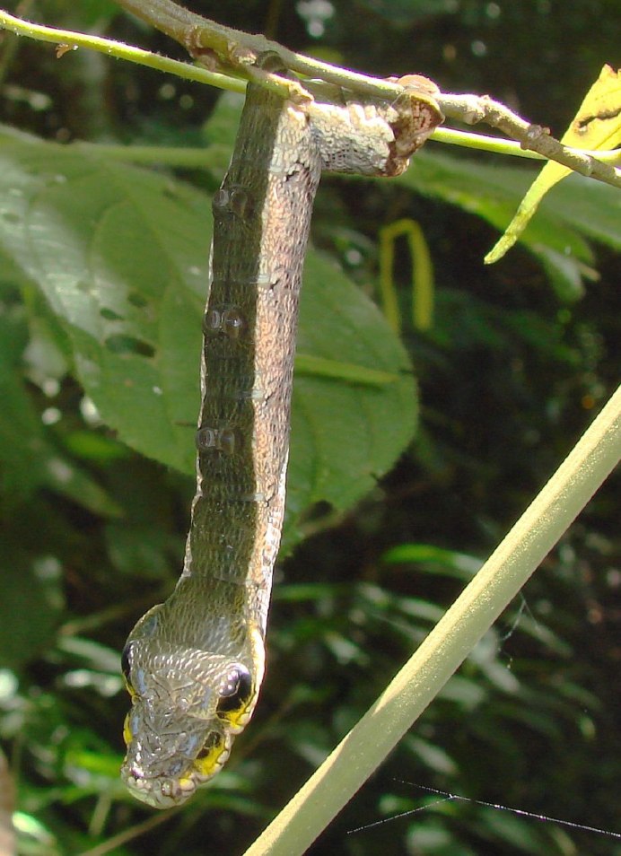 Hemeroplanes triptolemus гусеница