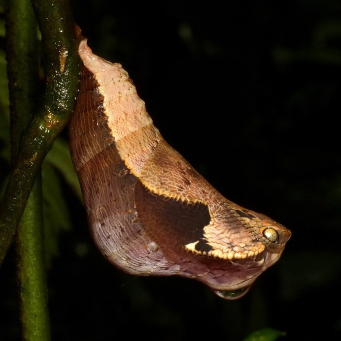 Hemeroplanes triptolemus гусеница