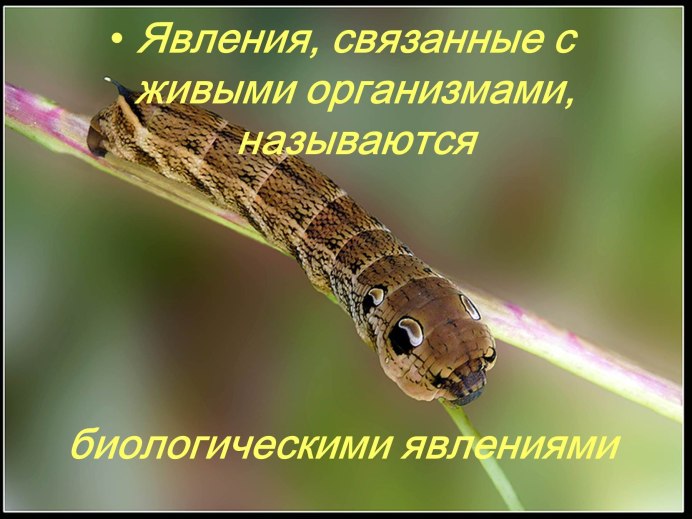 Змеи Юкатана