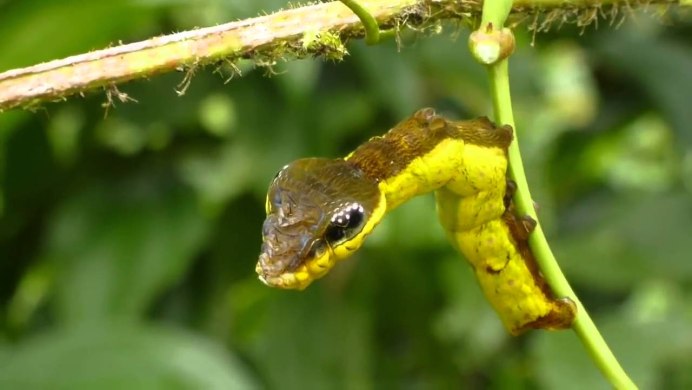 Hemeroplanes triptolemus гусеница