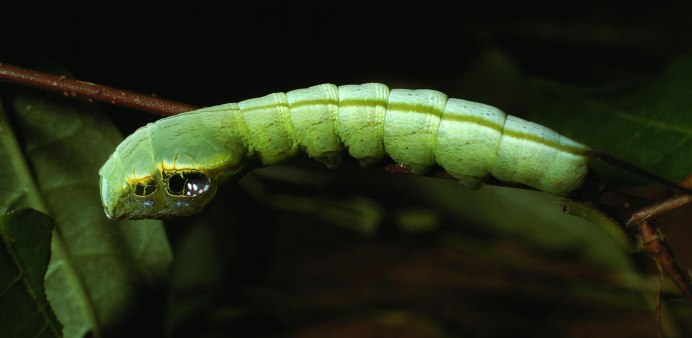 Hemeroplanes triptolemus гусеница