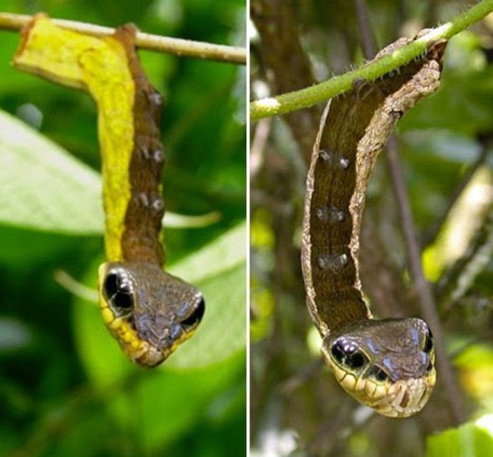 Hemeroplanes triptolemus гусеница