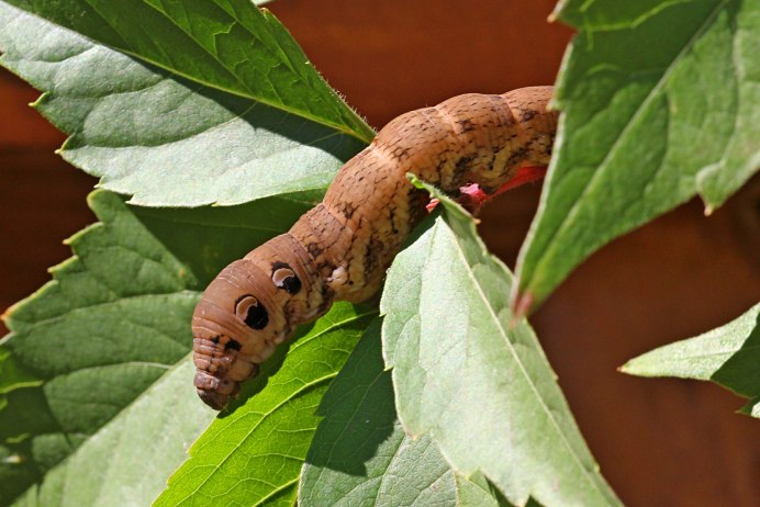 Гусеница бабочки Carthaea saturnioides