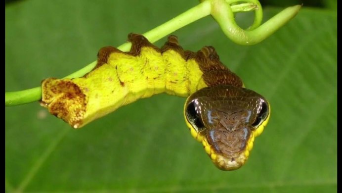 Hemeroplanes triptolemus гусеница