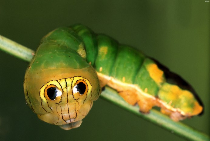 Papilio Troilus гусеница бабочка