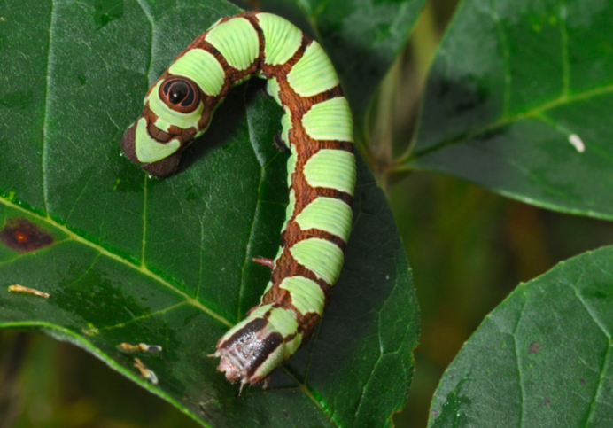 Papilio Troilus гусеница