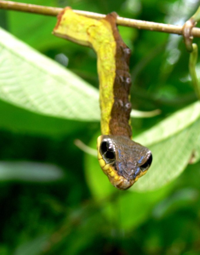 Hemeroplanes triptolemus гусеница