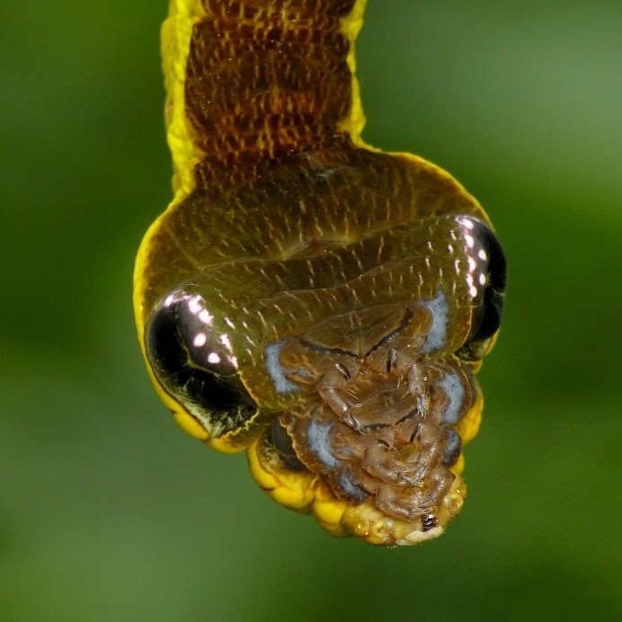 Hemeroplanes triptolemus ( гусеница – змея )
