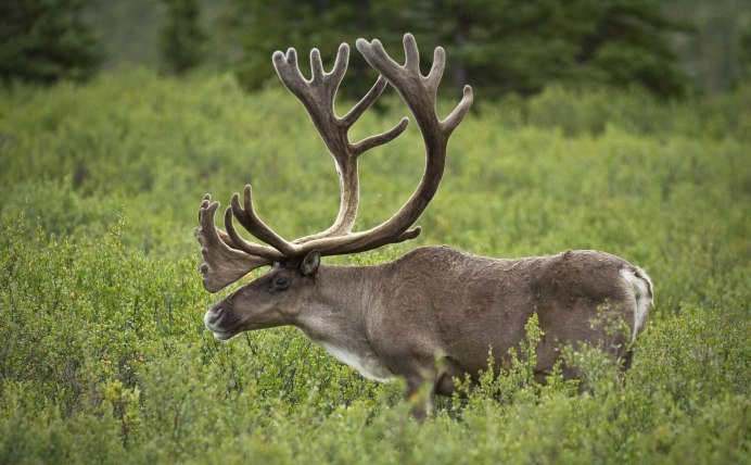 Caribou - олень- Карибу