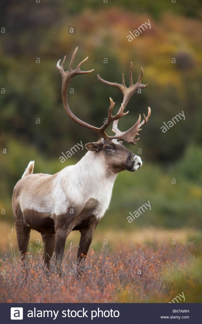 Rangifer tarandus Лапландский заповедник
