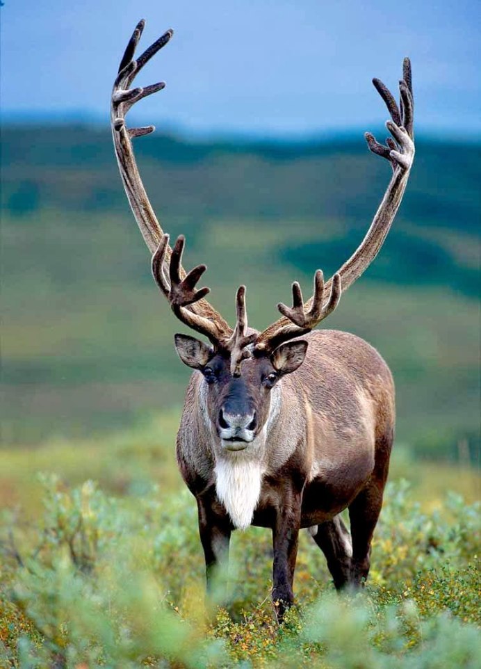 Caribou - олень- Карибу