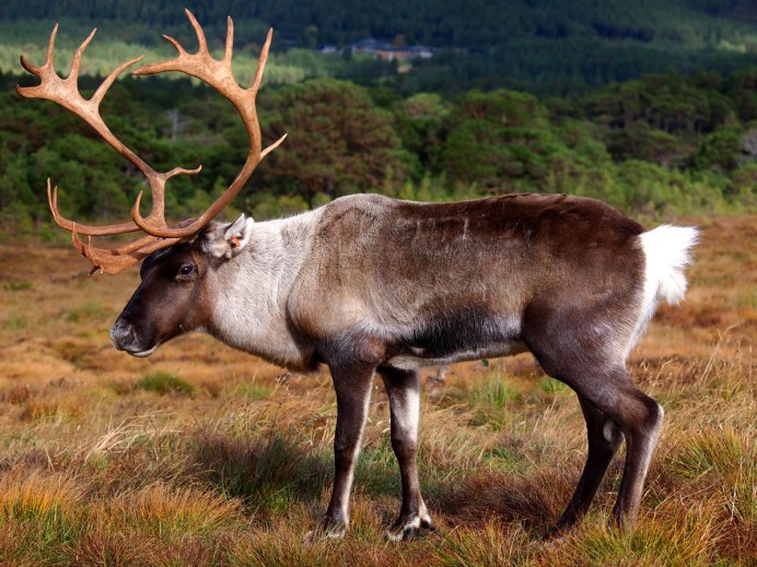 Caribou - олень- Карибу