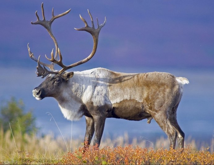 Северный олень Карибу в Северной Америке