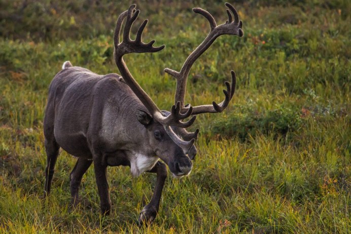 Caribou - олень- Карибу