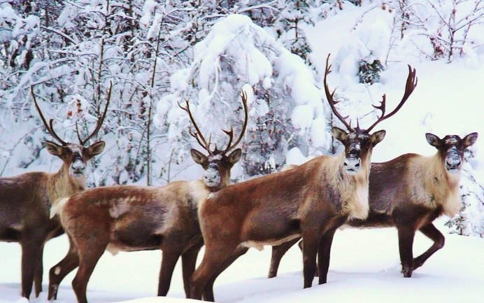Олень Северный Лесной Сибирский – Rangifer tarandus angustifrons