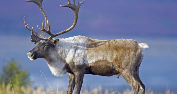 Олень Северный Лесной Сибирский – Rangifer tarandus angustifrons