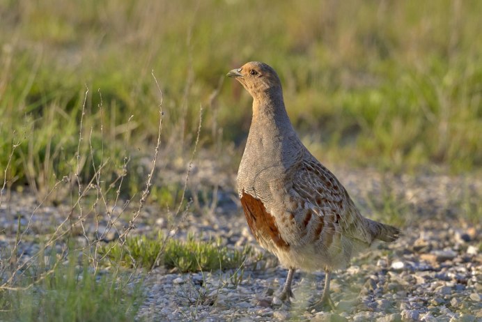 Калифорнийский горный перепел