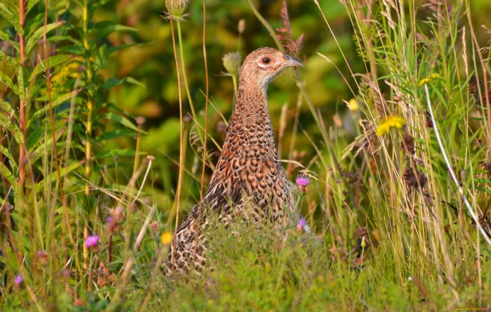 Каменные белые куропатки