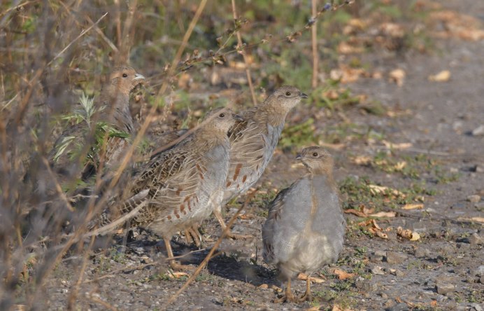 Птенец куропатки