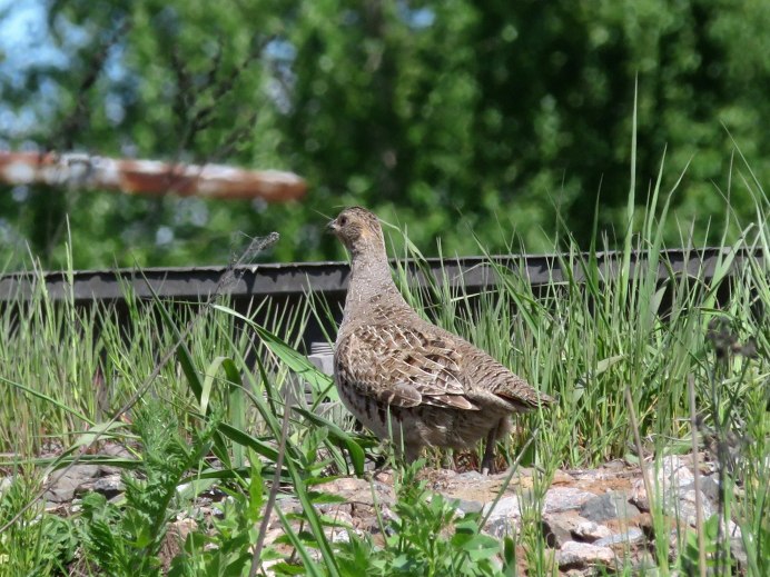 Пастушковые куропатки
