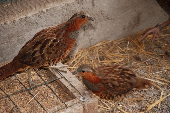 Перепела Боб Вайт