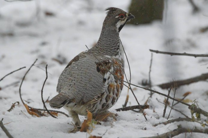 Coturnix ypsilophora