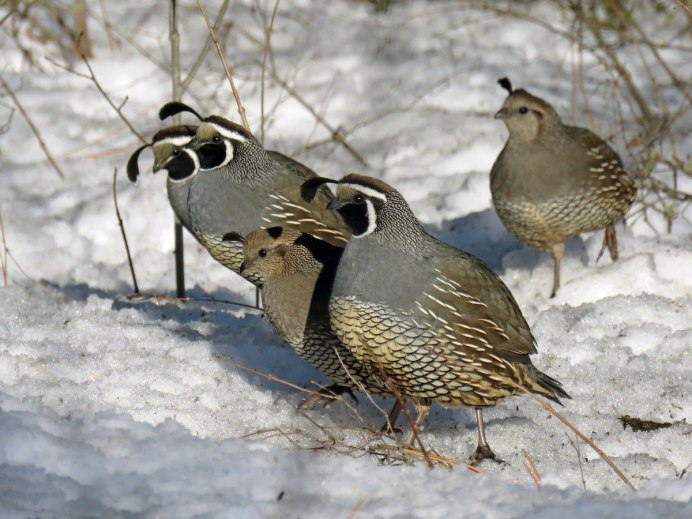 Михаил тетерев