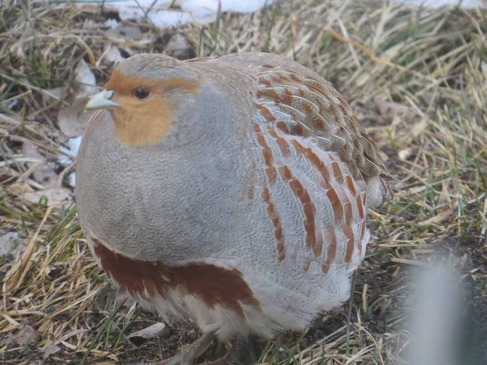 Куропатка и Перепелка