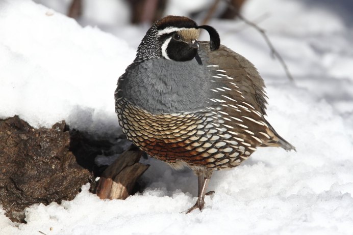 Зимние перепелки