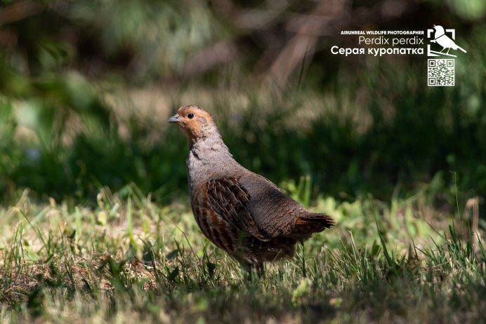 Серая куропатка самка