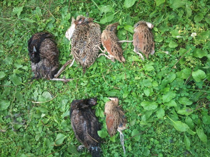 Рябчик куропатка Перепелка