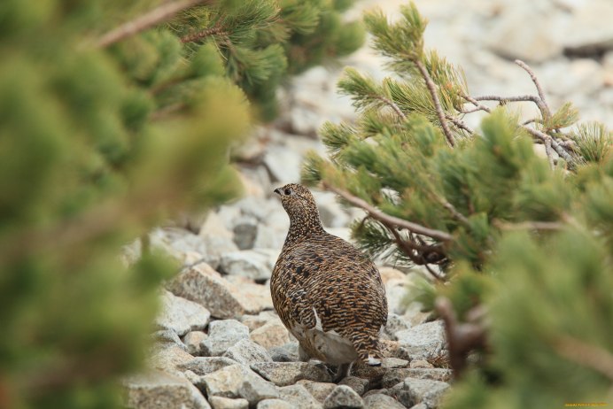 Куропатка и Перепелка